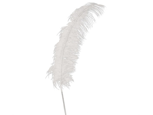 Ostrich Feather White Giant 50 cm