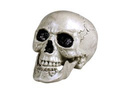Skull 20 cm - 1 pc