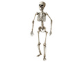 Skeleton - 160 cm - 1 pc.