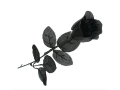 Black Rose 42 cm