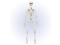 Szkielet - 90 cm