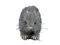 Rat 15 cm