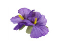 Hibiscus purple - 1 pc