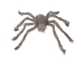 Grey Spider - 60 cm