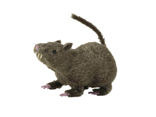 Rat 21 cm