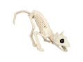 Cat skeleton - 51 cm - 1 pc.