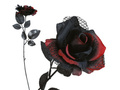 Black Rose 42 cm