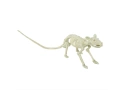 Rat Skeleton 20 cm - 1 pc