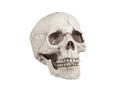 Skull 21 cm - 1 pc