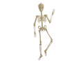 Fluorescent skeleton - 150 cm