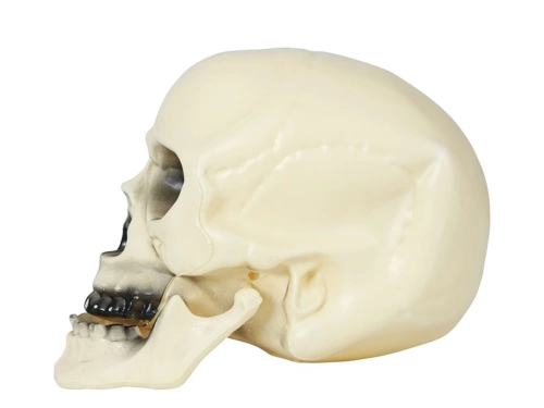 Skull 20 cm - 1 pc