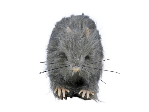 Rat 15 cm